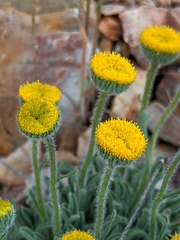 Erigeron aphanactis