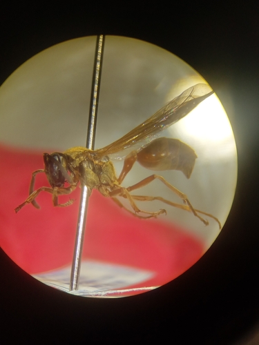Polybia chrysothorax