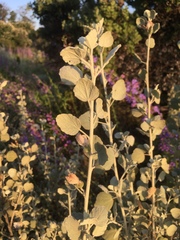 Malacothamnus jonesii