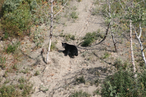 Black Bear sighting near Peace River