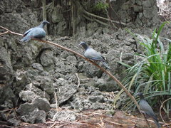 Ducula whartoni