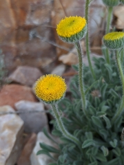 Erigeron aphanactis