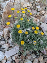 Erigeron aphanactis
