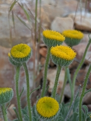 Erigeron aphanactis