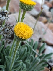 Erigeron aphanactis