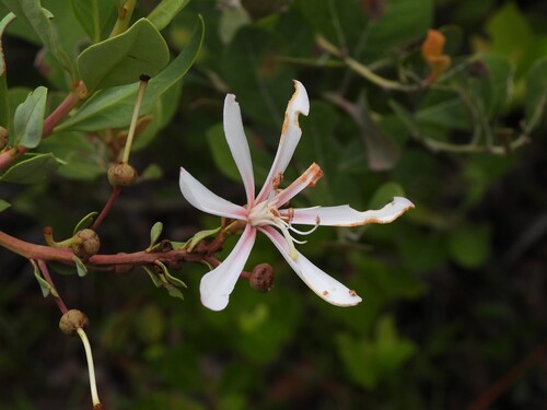 Bejaria racemosa, photograph 2