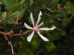 Bejaria racemosa, photograph (c) geosesarma, some rights reserved (CC BY)