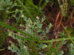 Vaccinium darrowii