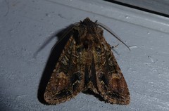 Ichneutica skelloni