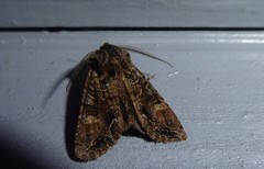 Ichneutica skelloni