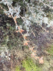 Malacothamnus jonesii