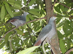 Ducula whartoni