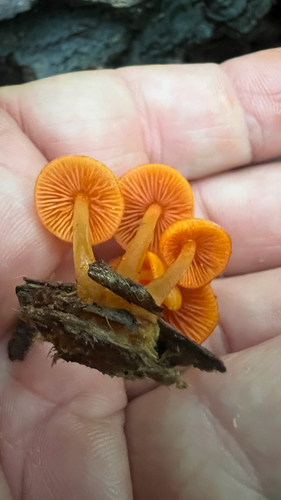 orange mycena · September 2026 · photo: Photo: no rights reserved · iNaturalist