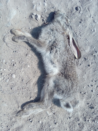 African Savanna Hare