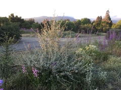 Malacothamnus jonesii