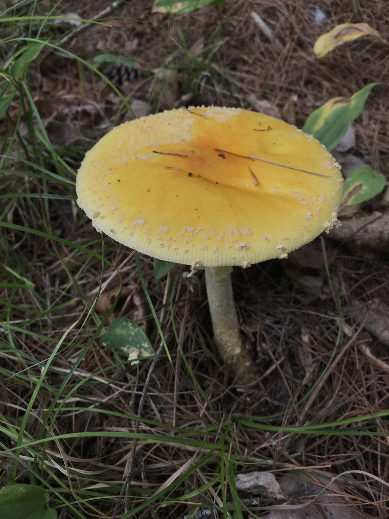American Yellow Fly Agaric · September 2026 · photo: Photo: (c) Matthew Rozanoff, some rights reserved (CC BY) · iNaturalist