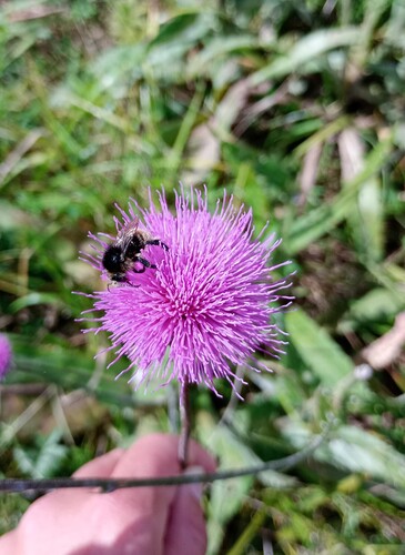 Brown-banded Carder-Bumble bee