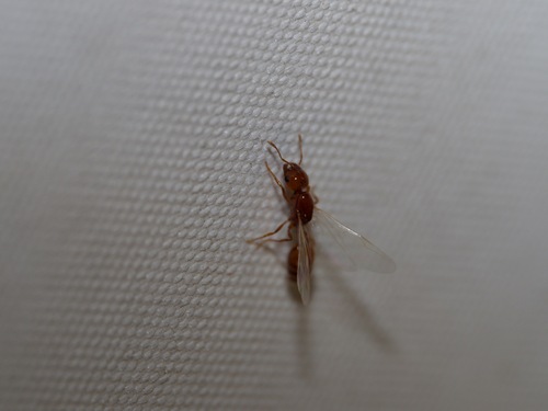 Solenopsis amblychila