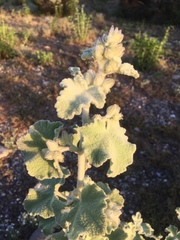 Malacothamnus fremontii cercophorus
