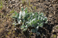 Asclepias californica