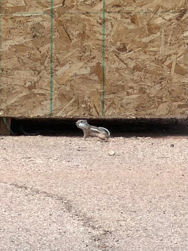 White-tailed Antelope Squirrel observed by scurgle