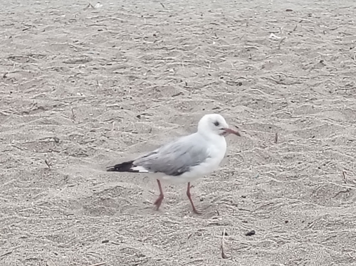 iNaturalist image
