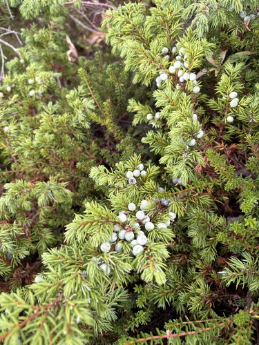 common juniper