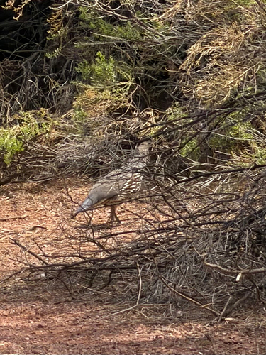 Gambel's Quail observed by scurgle