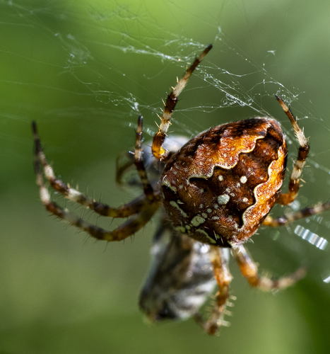 Cross Orbweaver