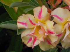 Adenium obesum