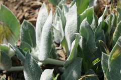 Asclepias californica