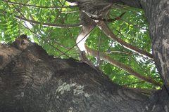 Acanthocercus atricollis