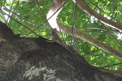 Acanthocercus atricollis