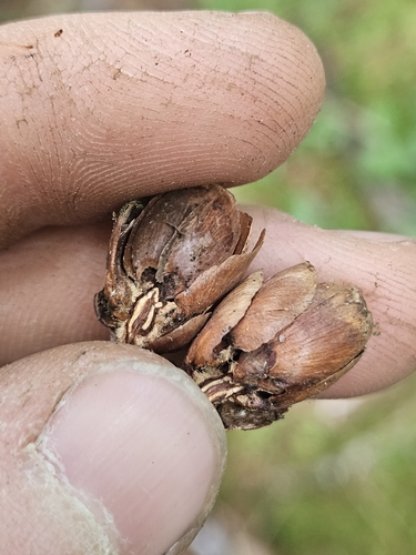 Megastigmus pictus