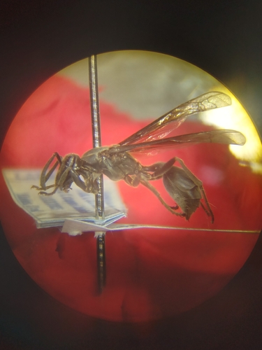 Polybia ignobilis