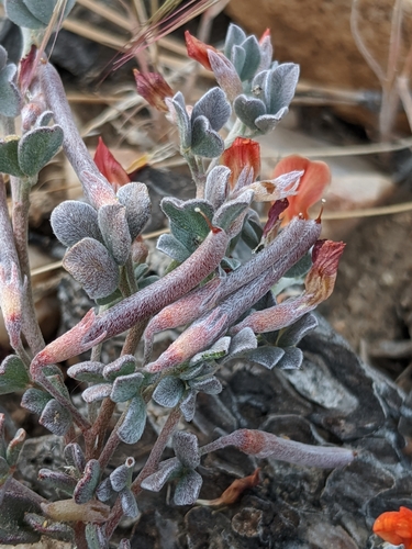 Image of Acmispon argyraeus by no rights reserved
