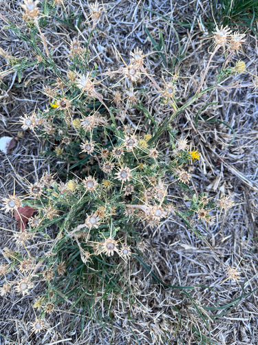Yellow Star-Thistle