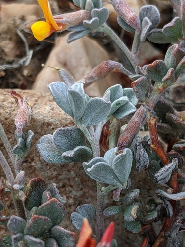 Image of Acmispon argyraeus by no rights reserved