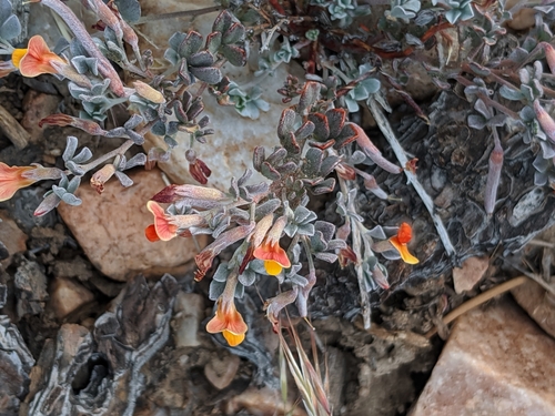 Image of Acmispon argyraeus by no rights reserved