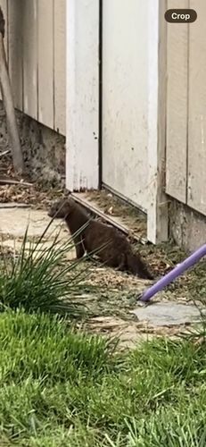 American Mink observed by gracerunner
