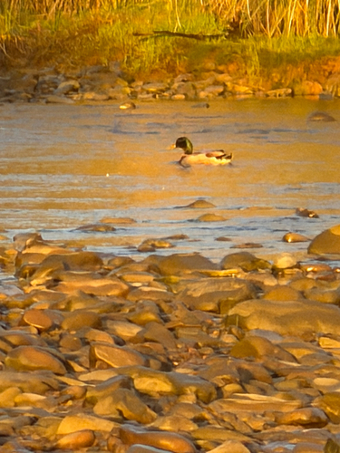 Mallard observed by gabrielfisher-navarro