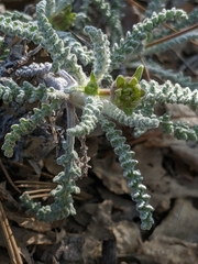 Chaenactis santolinoides