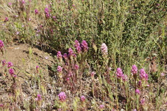 Castilleja exserta exserta