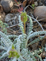 Chaenactis santolinoides