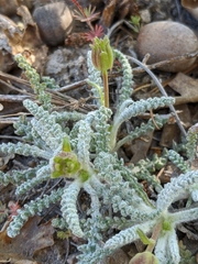 Chaenactis santolinoides