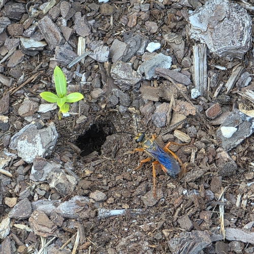 Great Golden Digger Wasp