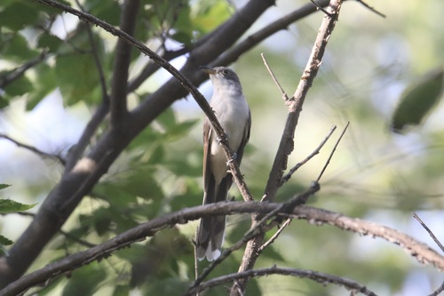 Yellow-billed Cuckoo observed by eweber019