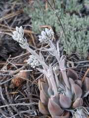 Dudleya abramsii affinis