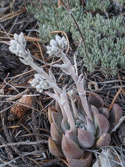 Dudleya abramsii affinis