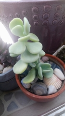 Sedum alexanderi